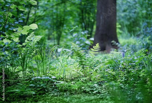 Summer forest, abstract natural background. Beautiful scenic forest landscape with green grass, plants, trees. ecology, environment, Inspiration nature concept. spring summer season.