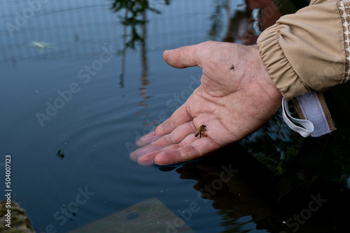 the work of a beekeepers