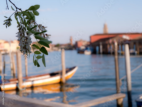 biodiversity of the Venice lagoon