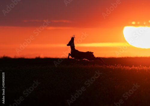 Beautiful spring sunset with roe deer silhouette 