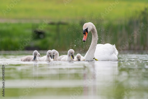Stampa su tela Cygnus olor family on the lake