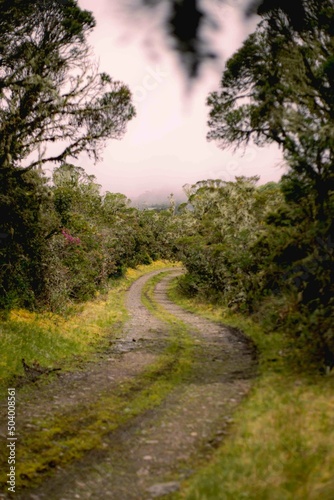 road in the forest