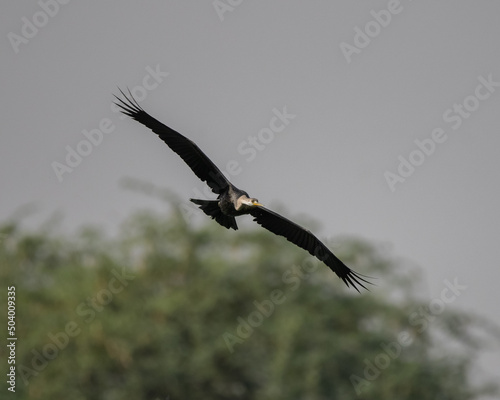 Indian Darter flying around a wetland trying to find a hunting ground