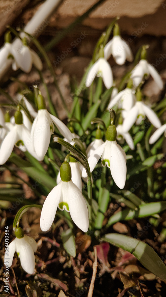 Obraz premium snowdrop flowers in the snow