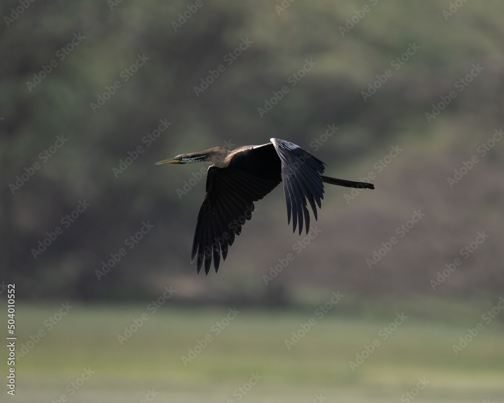 Fototapeta premium Indian Darter flying around a wetland trying to find a hunting ground