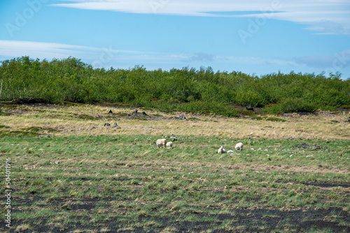 Schafe auf dem Weg zwischen Dimmuborgir und Grjotagja im Norden von Island. Eine Landschaft geprägt von Birken und Moose, Lava und Tuffstein.