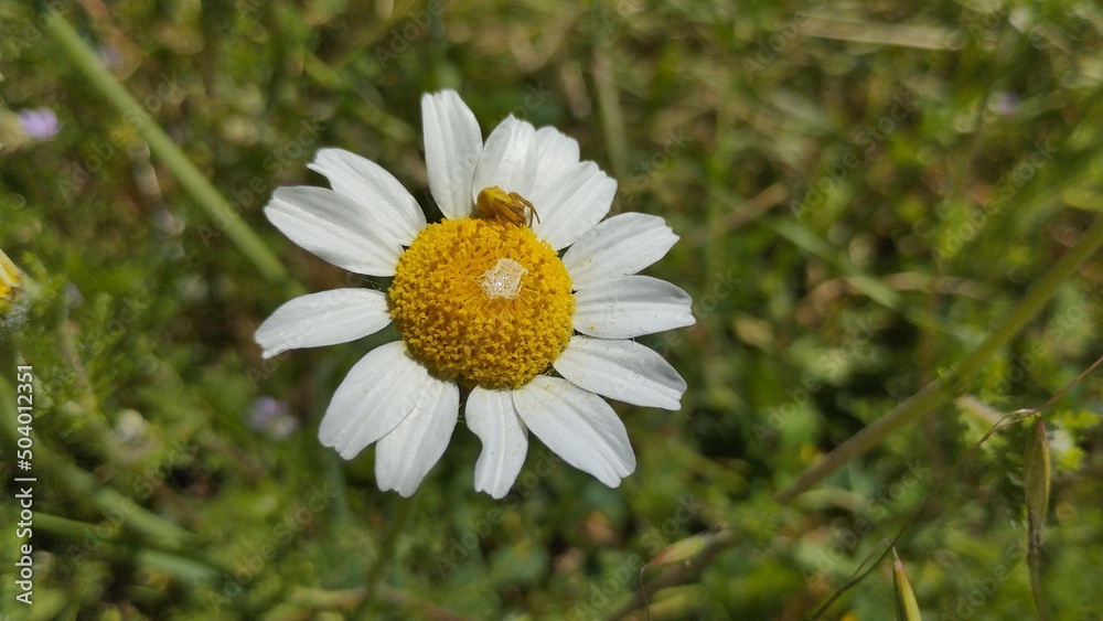 Fototapeta premium Araña cangrejo sobre una flor 