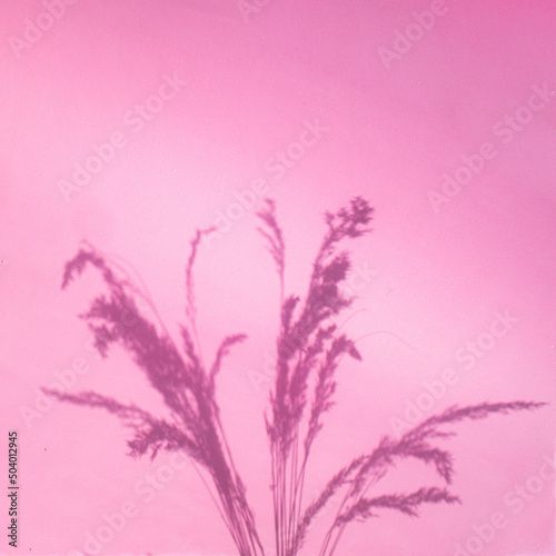 Plant shadow on sunny day concept. Minimal botanical layout. Pink background. Nature flat lay.
