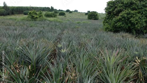 Aerial view of pineapple field