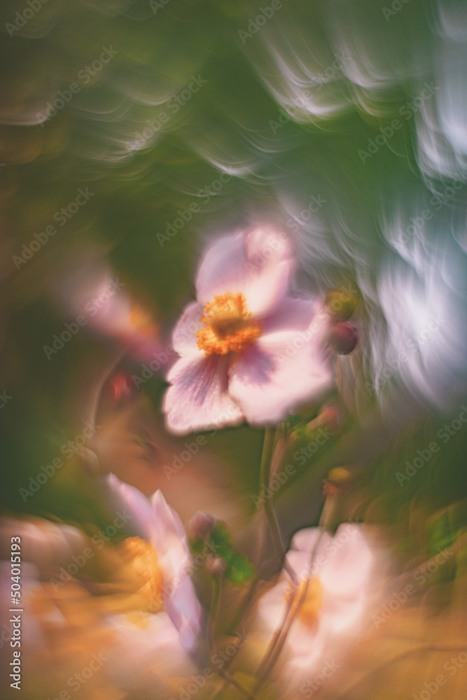 Fototapeta premium Flowers- soft focus effect. Depth of field