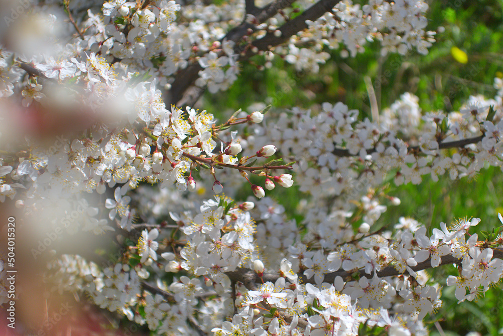 White flowers blooming brunch blossom on tree close up in sun light as floral botanical spring pattern backdrop blurred background wallpaper White flowers blooming brunch blossom on tree close up in sun light as floral botanical spring pattern backdrop blurred background wallpaper