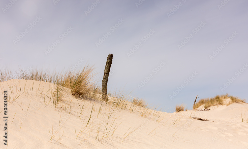 dunes in the desert - obrazy, fototapety, plakaty 
