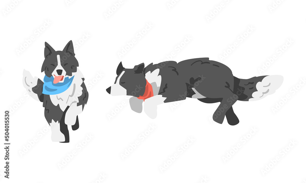 Border Collie as Herding Dog Breed with Thick Fur Wearing Neckcloth Running and Lying Vector Set