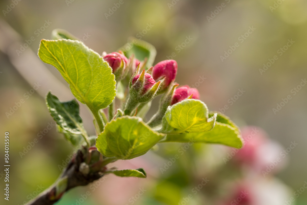 Flowering apple trees in spring, close-up of the plant. Apple blossom. Flowering apple trees in spring, close-up of the plant. Apple blossom.