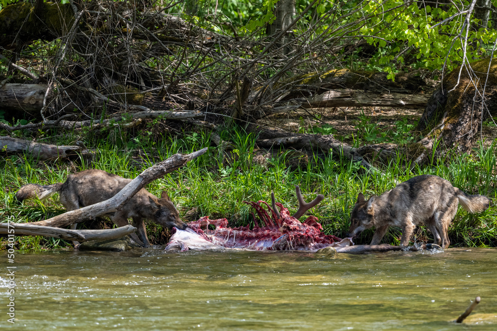 Gray wolf (Canis lupus) eating a hunted deer. Bieszczady Mountains, Carpathians, Poland. Gray wolf (Canis lupus) eating a hunted deer. Bieszczady Mountains, Carpathians, Poland.