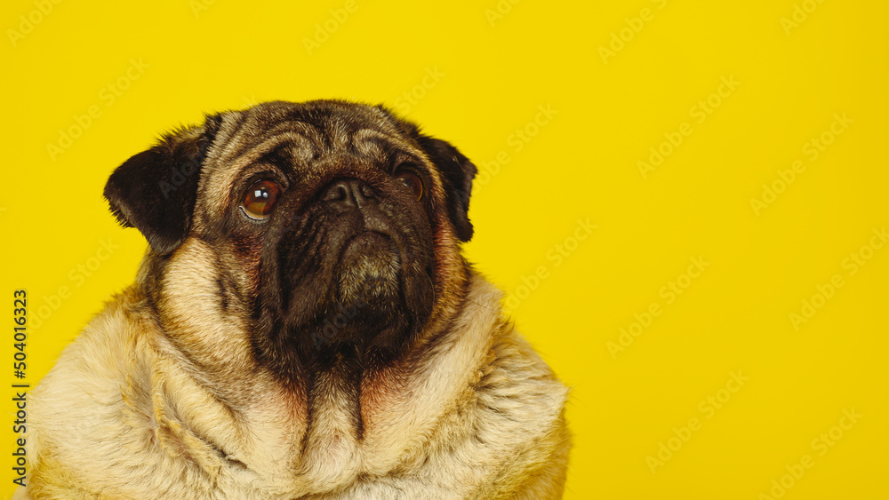 Obraz premium Cute pug on a yellow background. Charming pet pug sitting on a yellow background in the studio and looking up