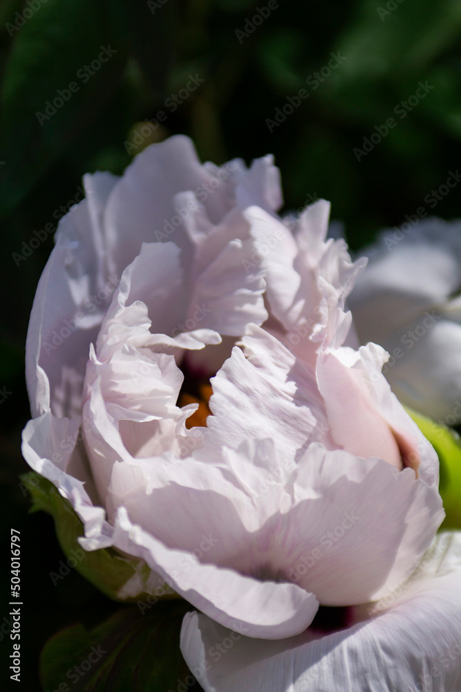 White flowers of a tree peony in a city park.