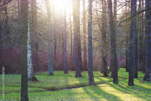 Fototapeta Naklejka Na Ścianę i Meble -  Shining sun in the spring forest. Trees in the forest at sunset in the evening, the sun's rays shine through the tree trunks, the quiet beauty of nature at the end of the day