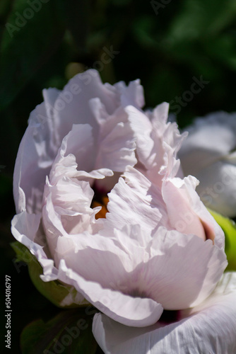 Obraz na płótnie White flowers of a tree peony in a city park. w salonie