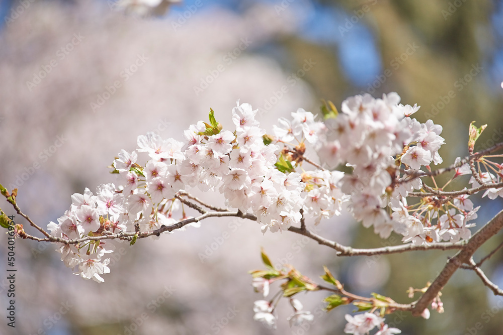 Cherry blossom