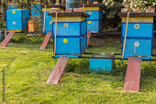 Hives in the garden on a sunny day, yellow-blue apiary.