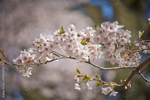 Photography Cherry blossom