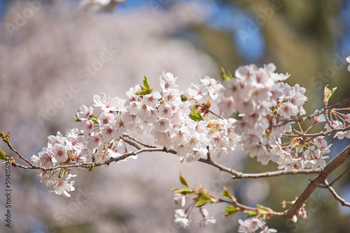 Cherry blossom