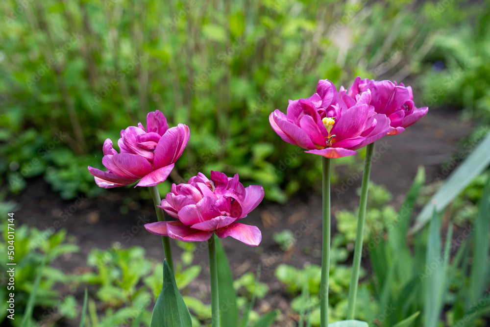 pink tulips in green garden, blur background, home gardening