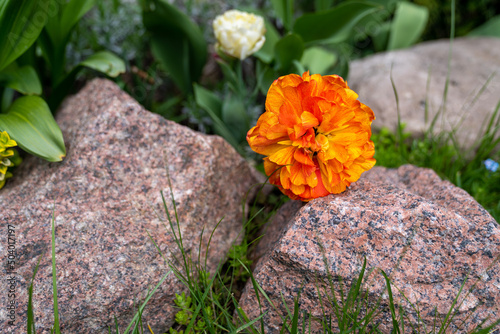 orange tulip flowers on the rocks in the garden