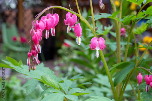 heart shaped dicentra flowers in the garden, blurred background, love for valentines day
