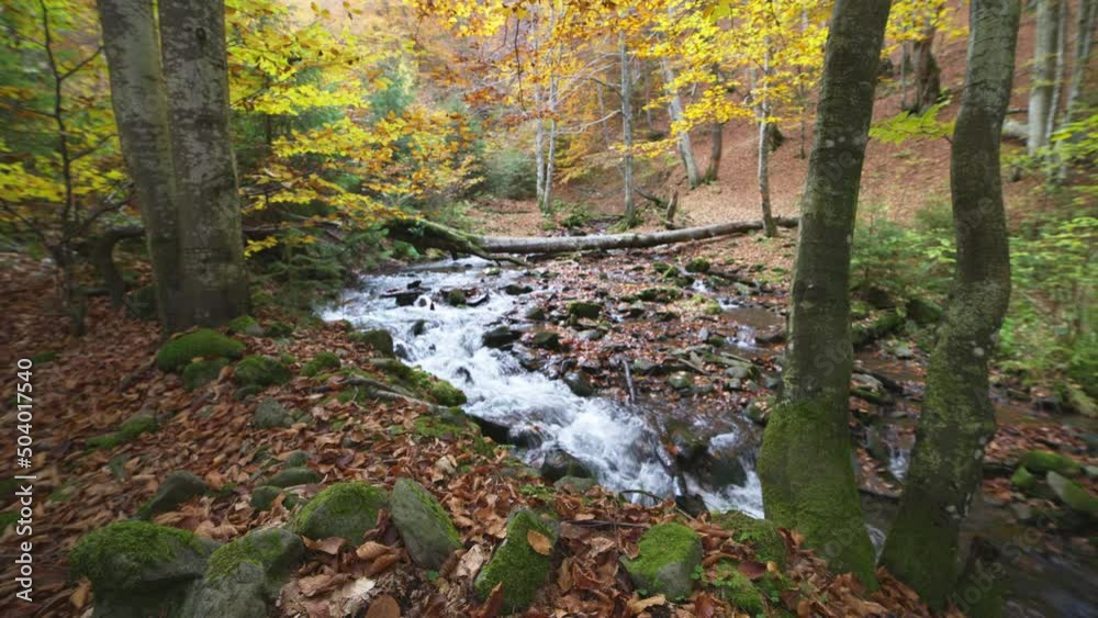 Mountain river with autumn logs and leaves Mountain river with autumn logs and leaves