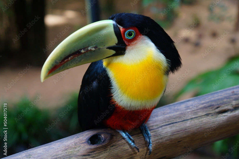 Naklejka premium toucan on a tree