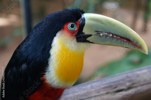 multicolor toucan