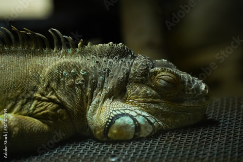 The green iguana, also known as the American iguana, is a large, arboreal, mostly herbivorous species of lizard of the genus Iguana.