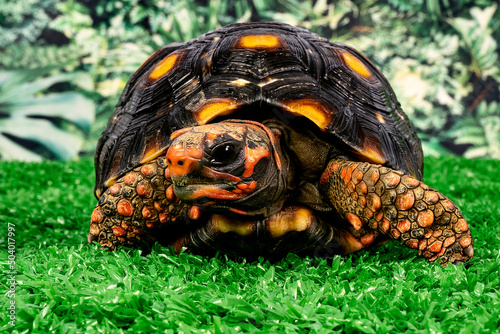 Jaboti - Tartaruga de patas vermelhas (Chelonoidis carbonarius) é uma espécie de tartaruga do norte da América do Sul. photo