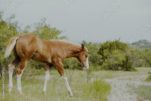 Young colt horse on Texas ranch walking through summer landscape with rustic style portrait for farm animal decor. © ccestep8