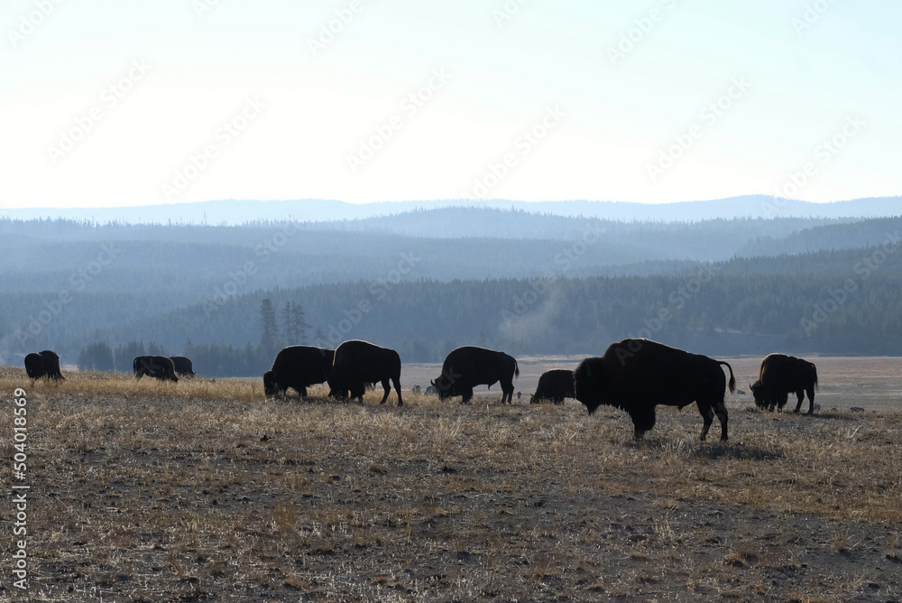 Yellowstone Bison and Wildlife Yellowstone Bison and Wildlife