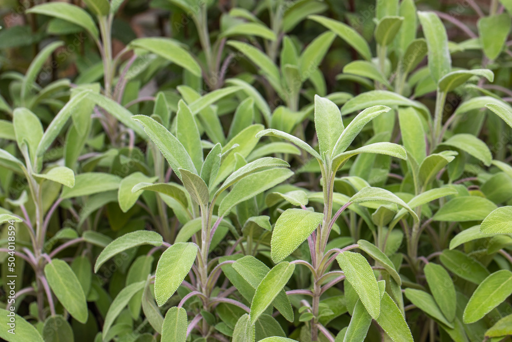 Sage plant closeup, Salvia officinalis, aromatic herb, alternative medicine, natural cures, spices Sage plant closeup, Salvia officinalis, aromatic herb, alternative medicine, natural cures, spices