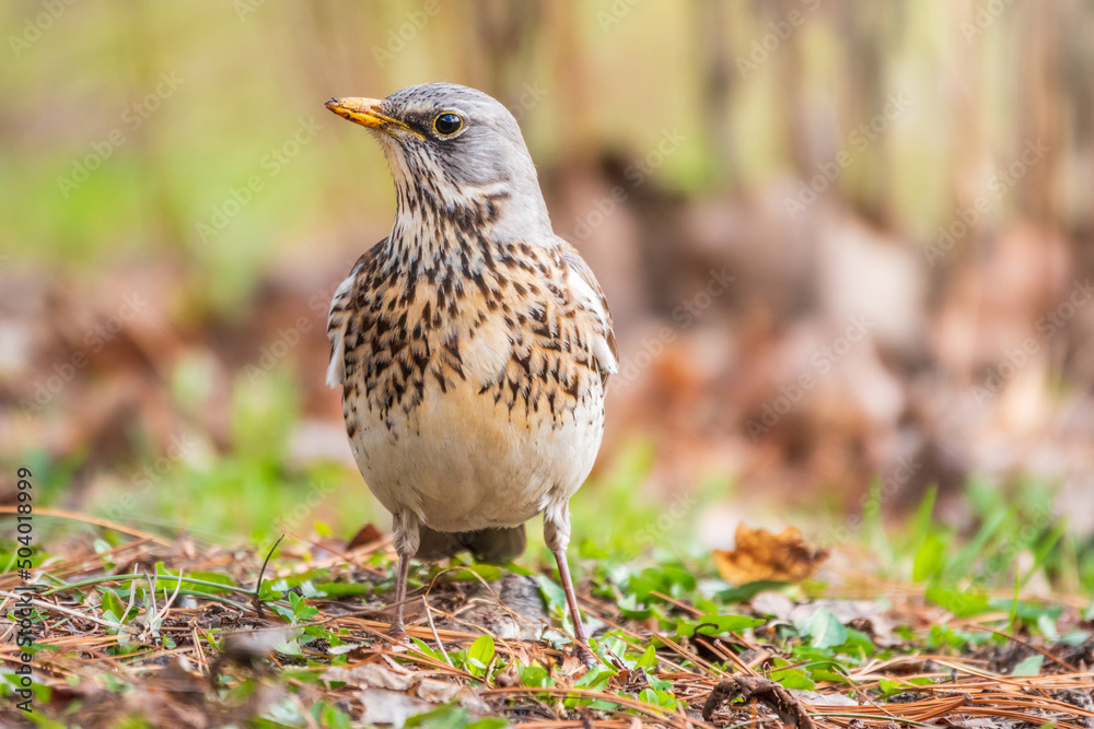 Fieldfare, Turdus pilaris, on a sprng lawn. Fieldfare, Turdus pilaris, on a sprng lawn.