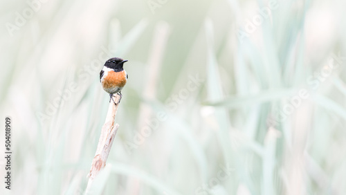 A beautiful European Stonechat is enjoying this beautiful day.