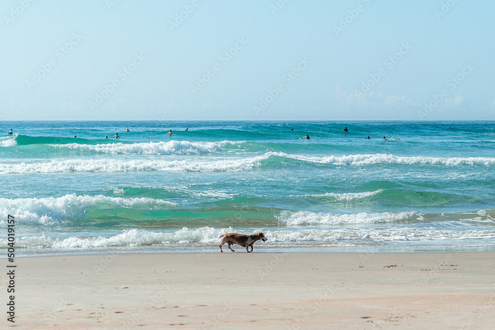 My dog walking in Ferrugem Beach My dog walking in Ferrugem Beach