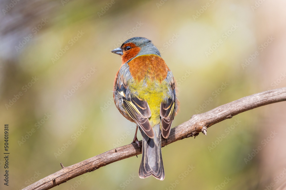 Common chaffinch, Fringilla coelebs, sits on a tree. Common chaffinch in wildlife. Common chaffinch, Fringilla coelebs, sits on a tree. Common chaffinch in wildlife.