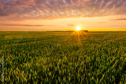 Scenic view at beautiful summer sunset in a wheaten shiny field with golden wheat and sun rays, deep blue cloudy sky and road, rows leading far away, valley landscape