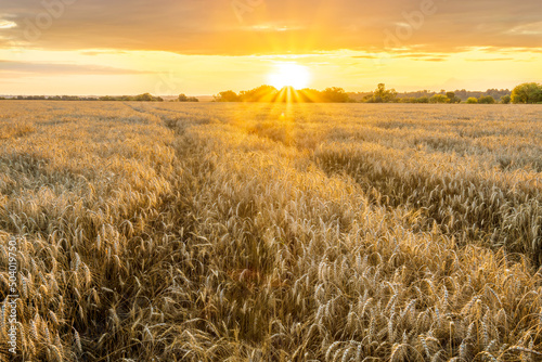 Amazing view at beautiful summer golden wheaten field with beautiful sunny sky on background, rows leading far away, valley landscape