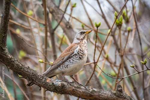 Fieldbird sits on a branch in spring with a blurred background. photo