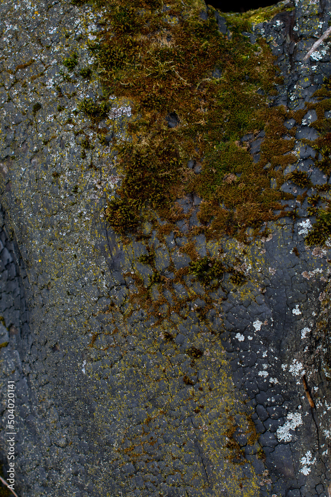 Obraz premium Burnt wood texture