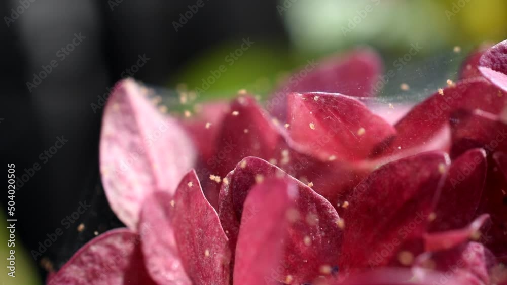 Spider mites on a hydrangea flowers. Close up pests in home gardening Spider mites on a hydrangea flowers. Close up pests in home gardening
