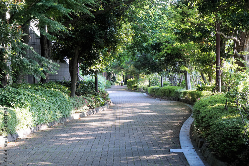 Fototapeta premium 緑の散歩道