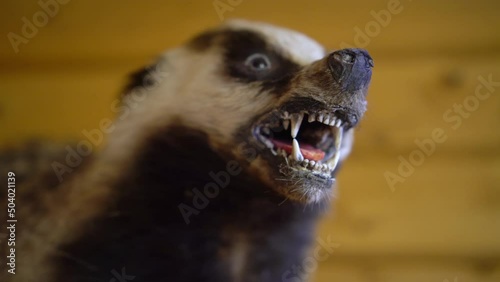 Stuffed European badger on the wall. Decoration of a badger in a hunting lodge. Closeup.