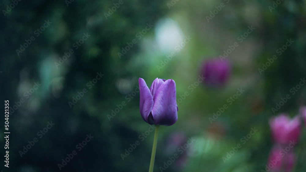 Obraz premium purple tulips in spring garden 